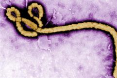 OMS mantiene bajo el riesgo global por brote de ébola, pero alerta alto a nivel regional en África central