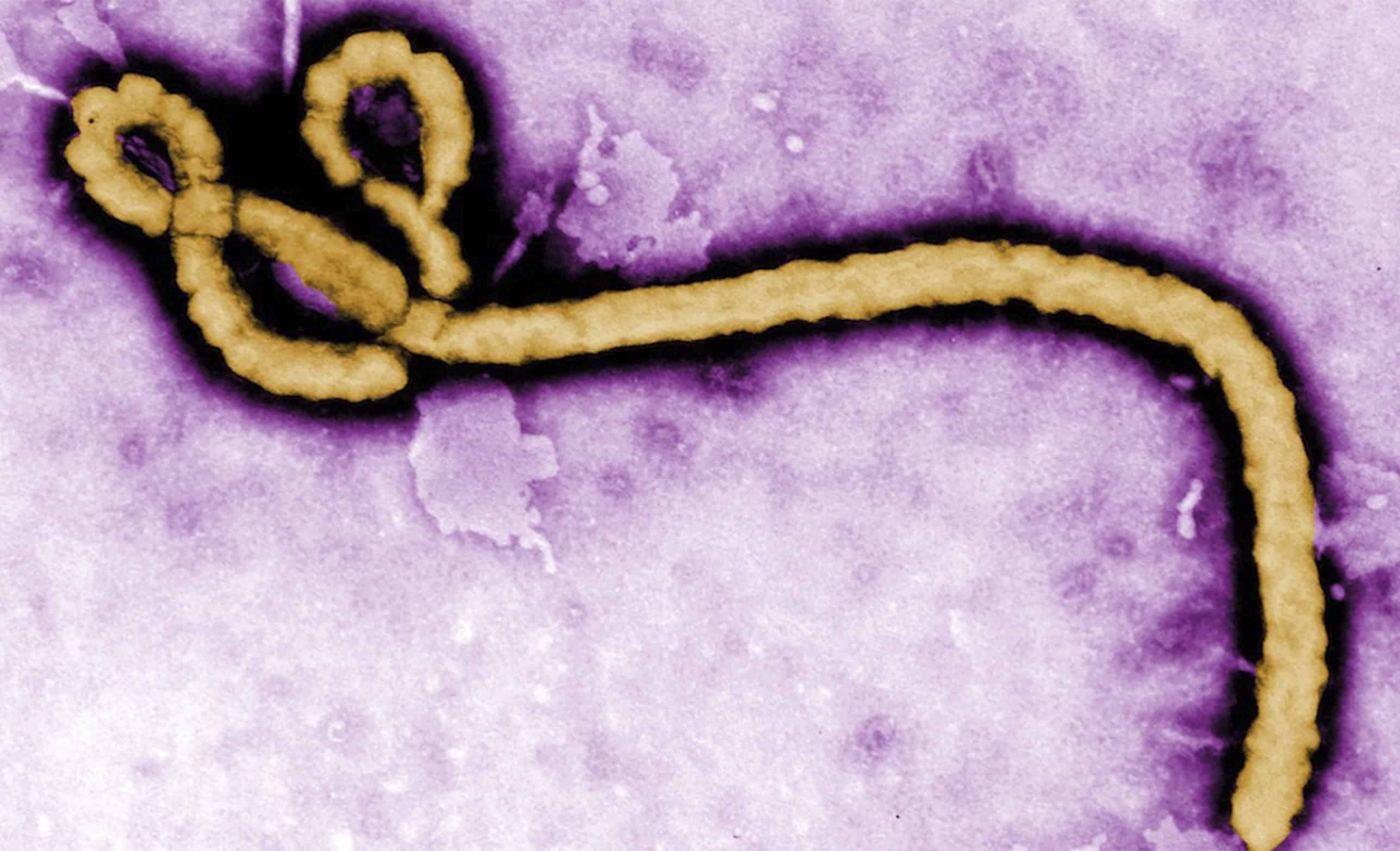 OMS mantiene bajo el riesgo global por brote de &eacute;bola, pero alerta alto a nivel regional en &Aacute;frica central