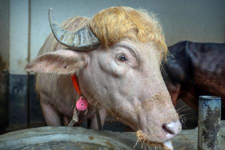 B&uacute;falo albino Donald Trump causa furor en Banglad&eacute;s: ser&aacute; sacrificado