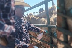 Detectan primer caso de gusano barrenador en Monclova