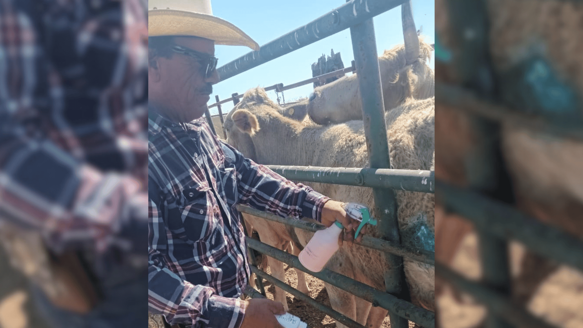 Detectan primer caso de gusano barrenador en Monclova