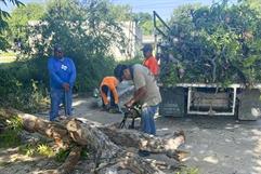 Fuertes vientos provocan daños y caída de ramas en calles de Nava