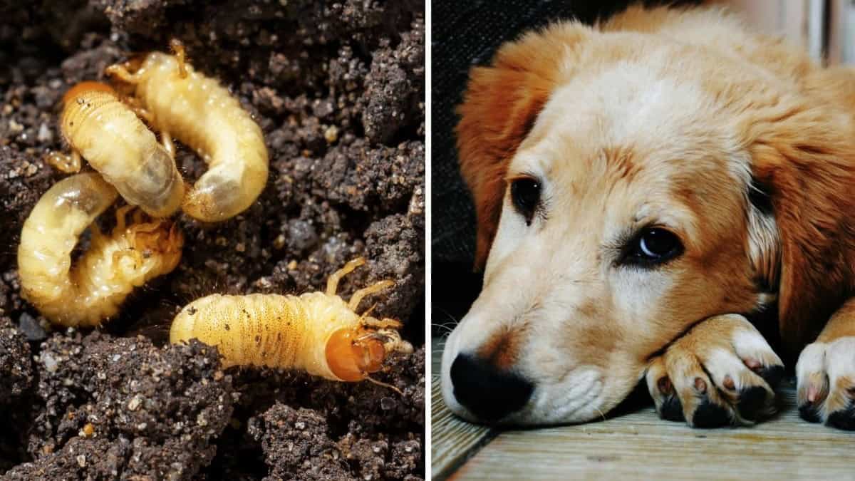Gusano barrenador afecta a mascotas: c&oacute;mo prevenirlo