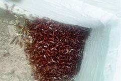 Protección Civil actúa ante plaga de hormigas en Frontera: alumnos resguardados