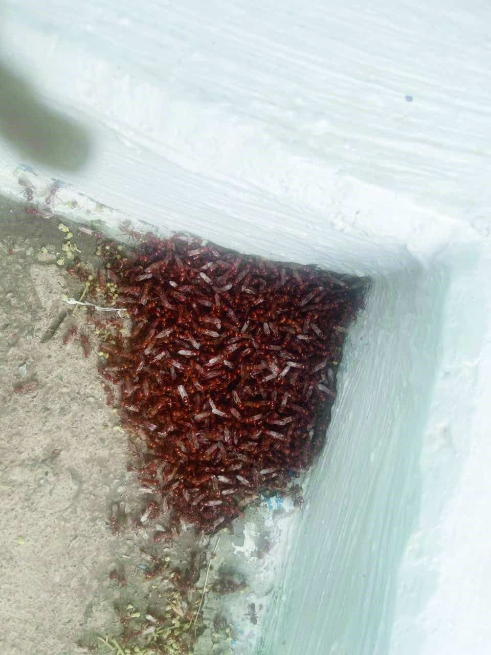 Protecci&oacute;n Civil act&uacute;a ante plaga de hormigas en Frontera: alumnos resguardados