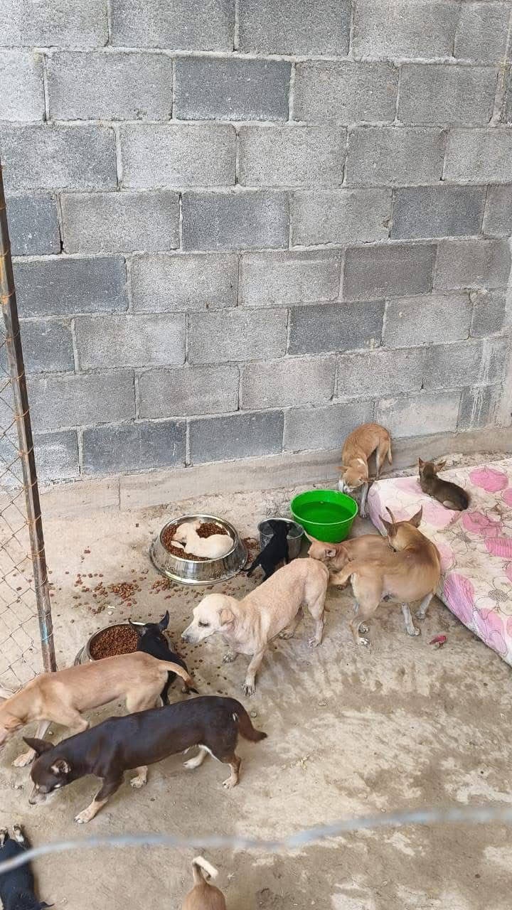 Tuilzie Ibarra promueve adopci&oacute;n de perros rescatados en Frontera