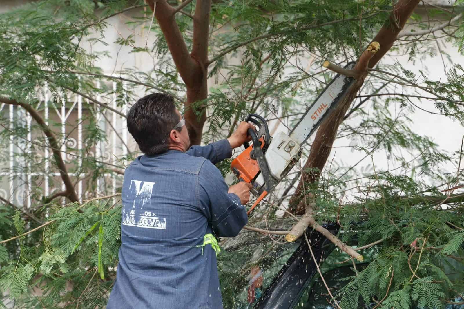 Lluvias en Monclova causan ca&iacute;da de &aacute;rboles y ramas