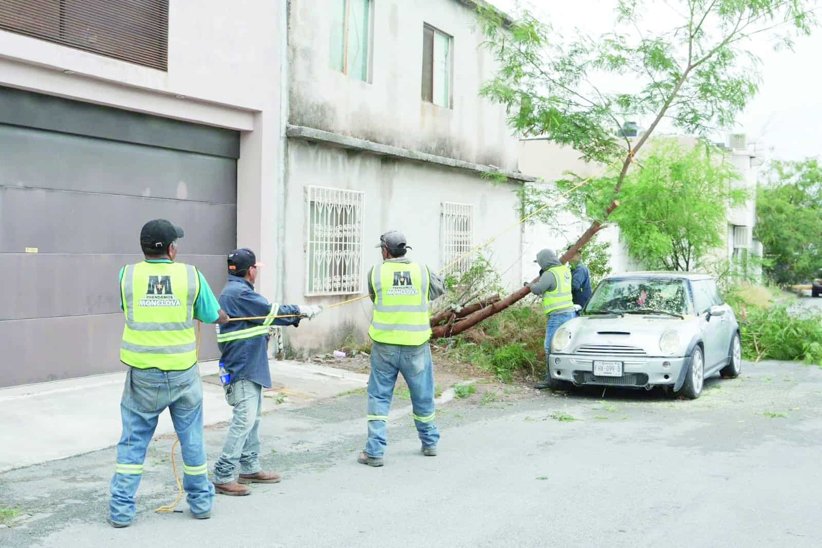 Lluvias en Monclova causan ca&iacute;da de &aacute;rboles y ramas