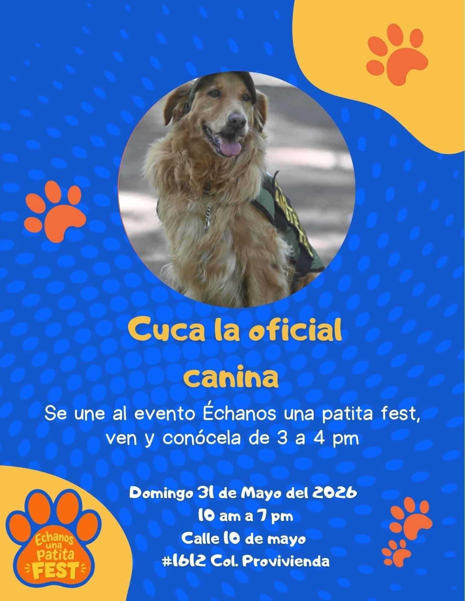 Convocan a festival para apoyar a perros rescatados