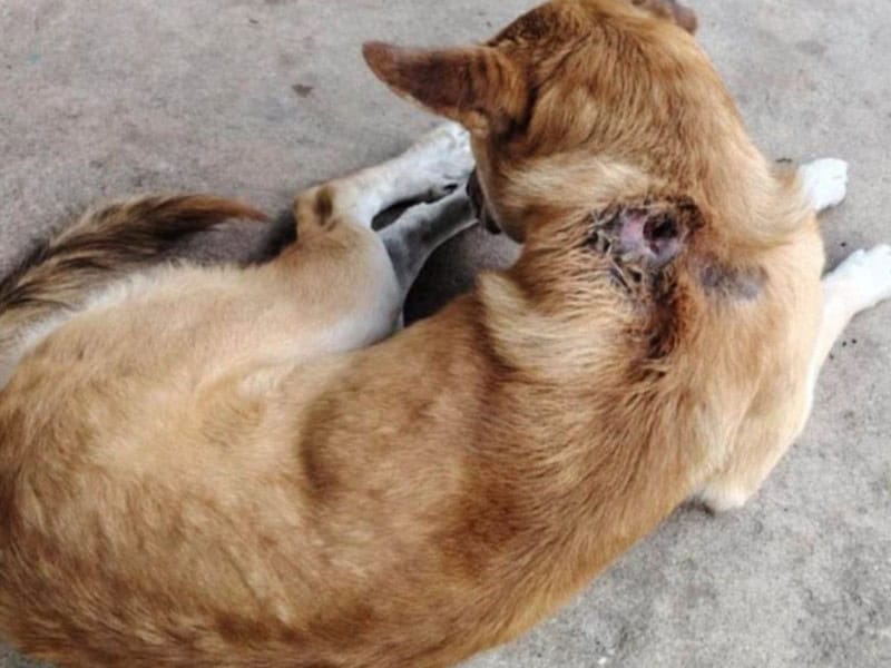 Descartan miasis en perro tras an&aacute;lisis en Frontera