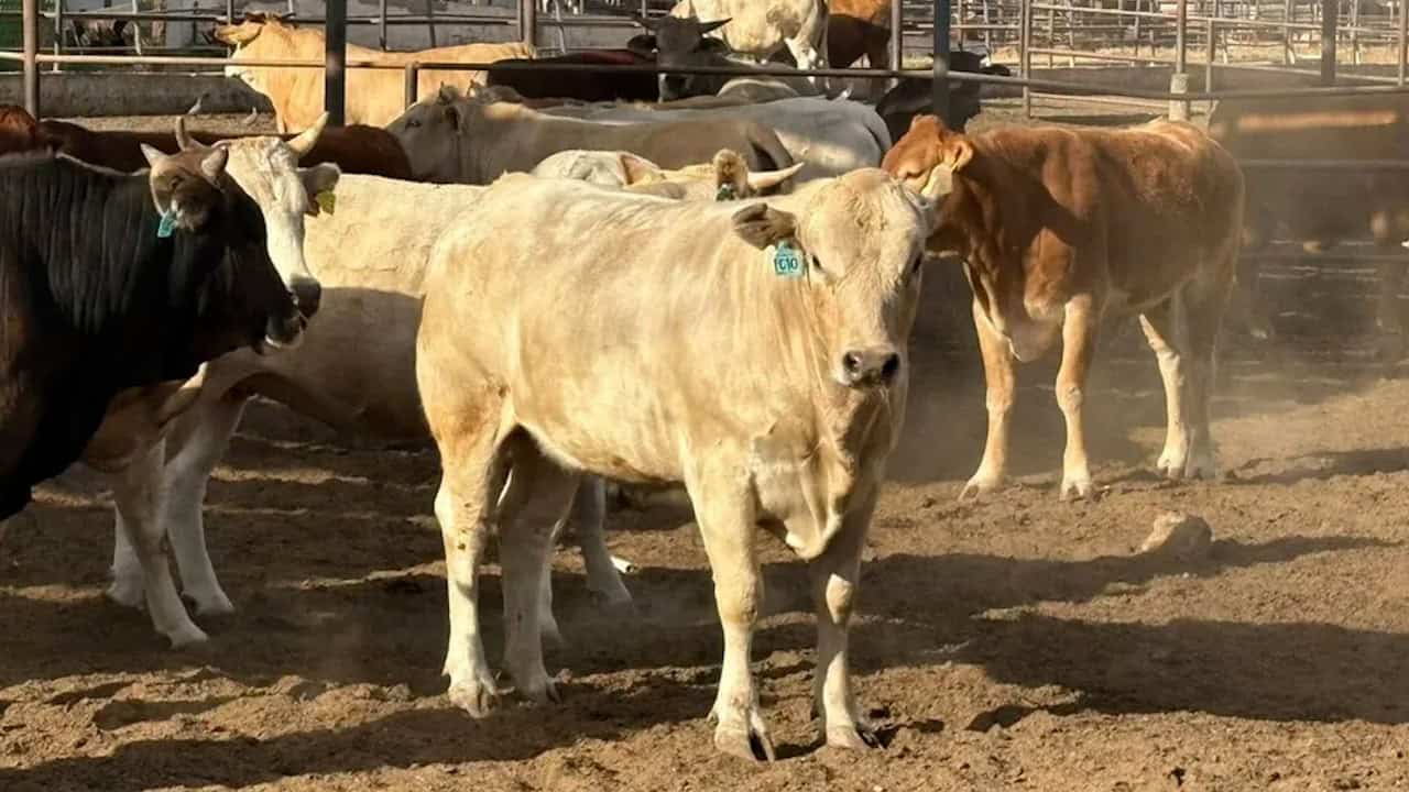 Ignacio Castellanos pide recursos para combatir gusano barrenador en Nuevo Le&oacute;n
