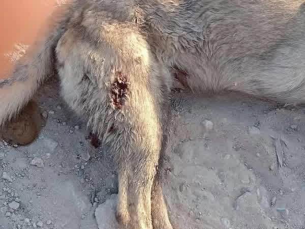 Zapata, el perro herido, recibe apoyo legal en Cuatro Ci&eacute;negas