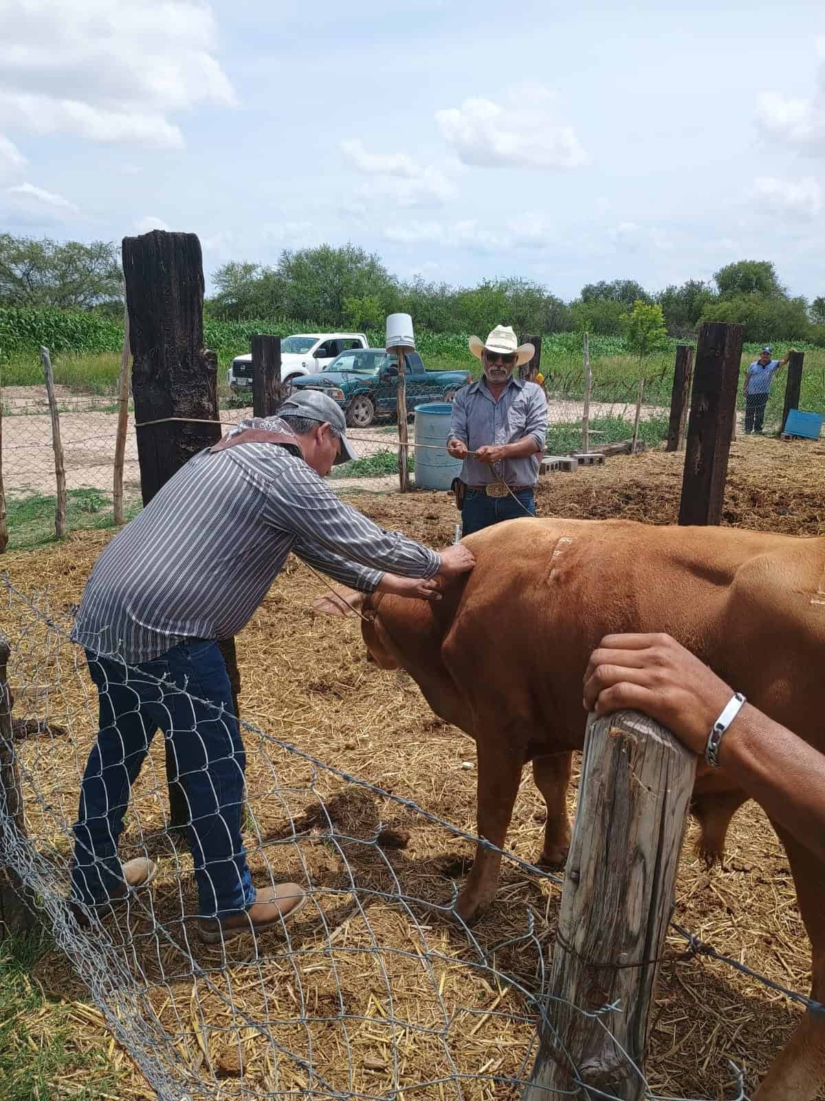 Fomento Agropecuario Frontera aplica tratamiento al ganado: Ricardo Rodr&iacute;guez