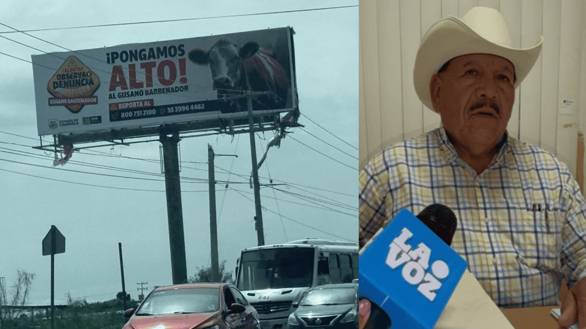 En aumento casos de gusano Barrenador de ganado en SJS