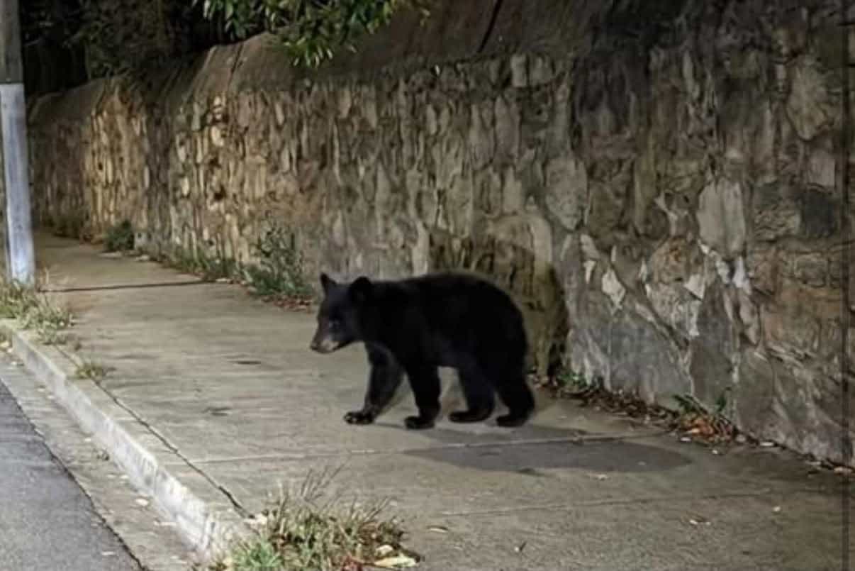 Desconoce PROFAUNA paradero de oso negro avistado en Saltillo; mantienen coordinaci&oacute;n con autoridades ambientales