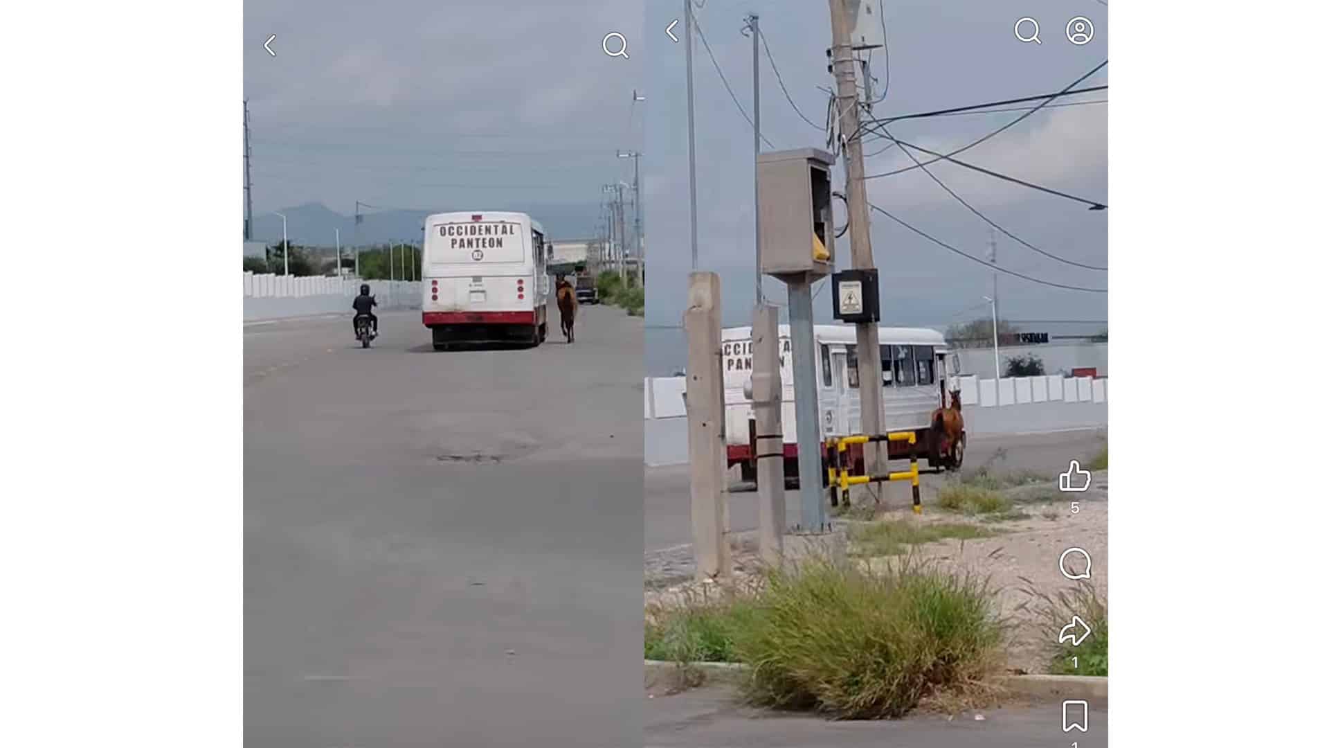 Preocupaci&oacute;n en Frontera: caballo amarrado a cami&oacute;n de transporte municipal
