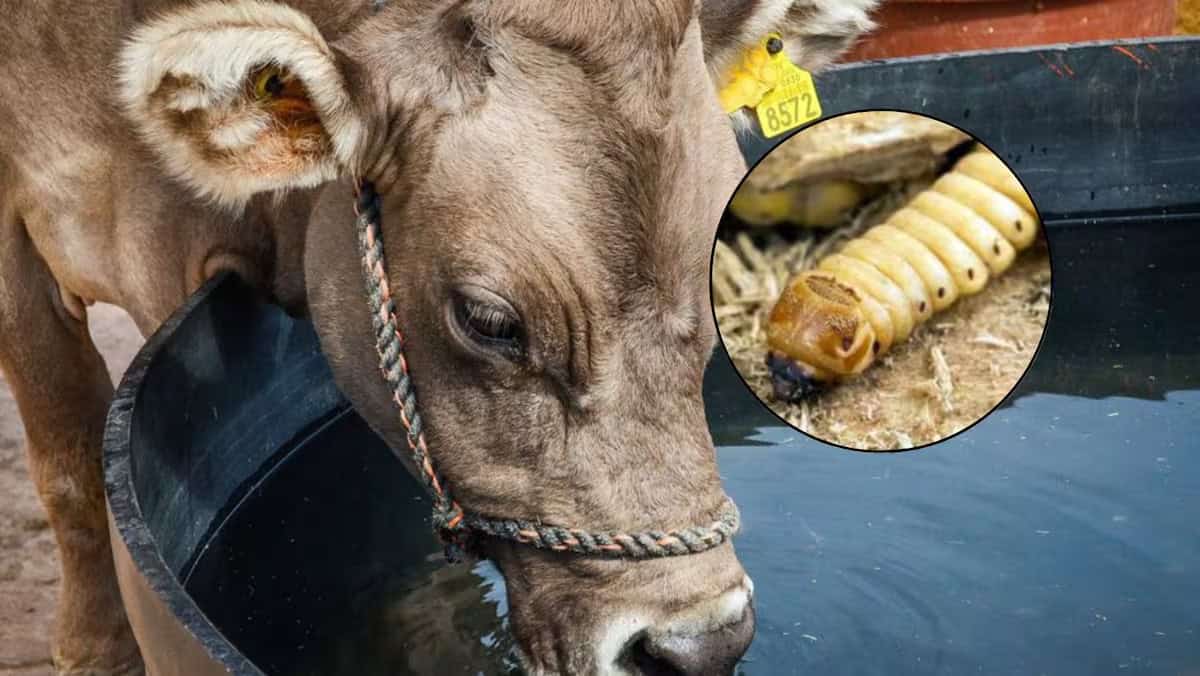 Detectan gusano barrenador en Sabinas: alerta sanitaria activa