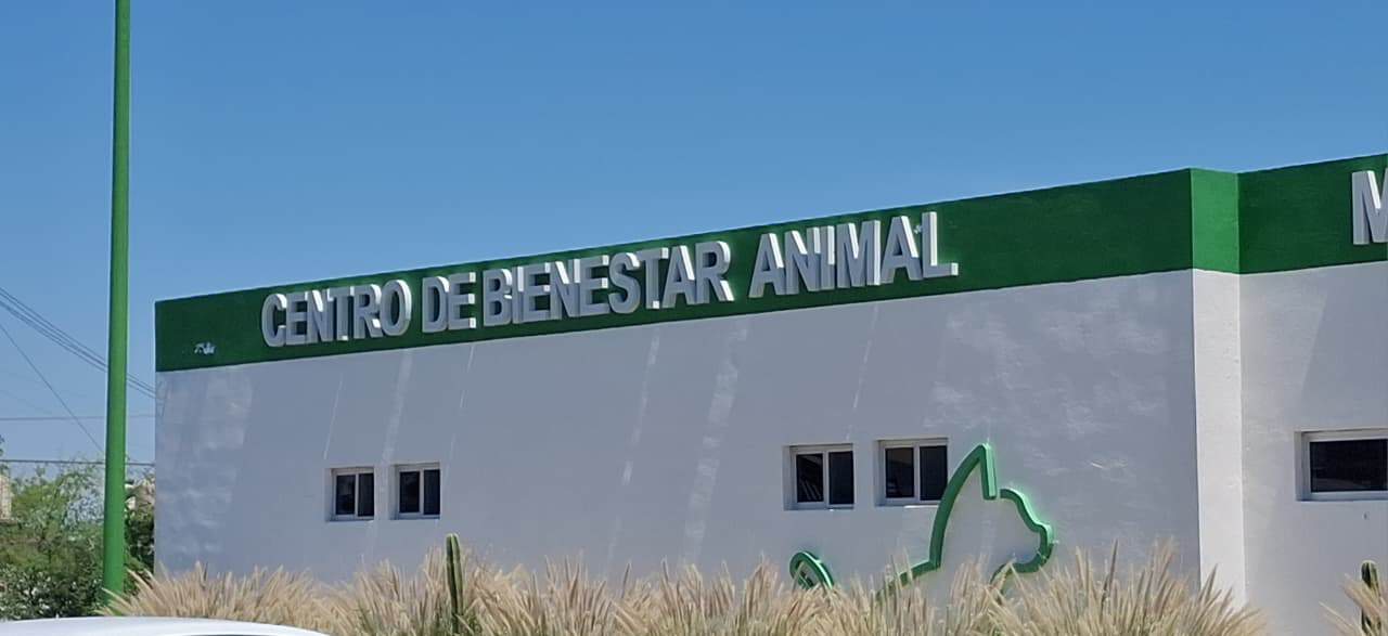 &acute;Duermen&acute; a mascota con gusano barrenador