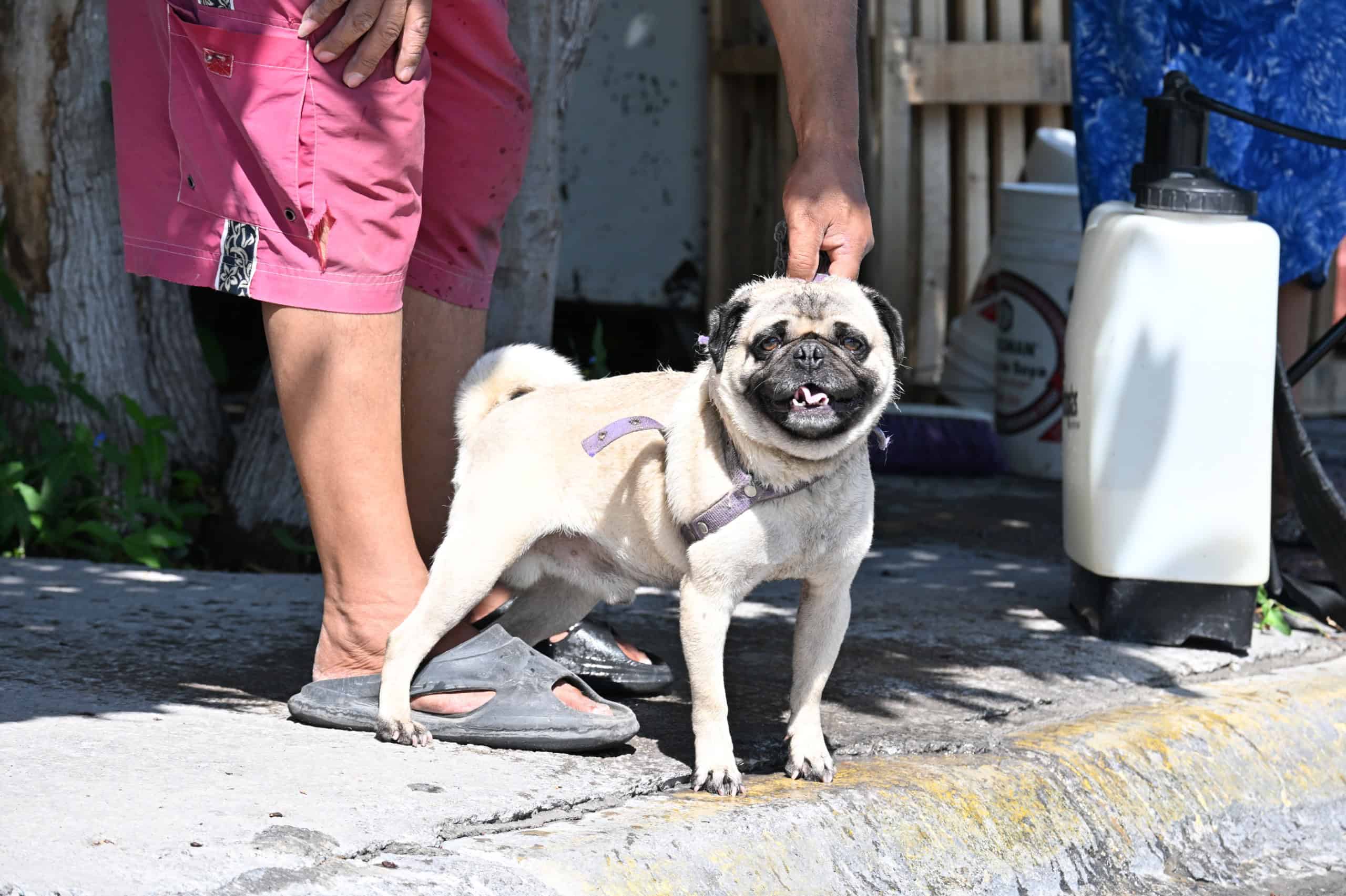Frontera: Inician jornadas de salud p&uacute;blica gratuitas para mascotas