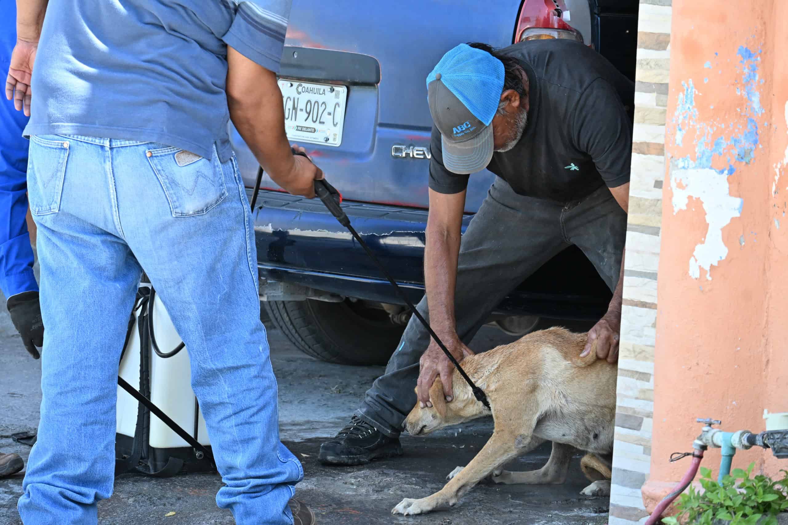 Frontera: Inician jornadas de salud p&uacute;blica gratuitas para mascotas