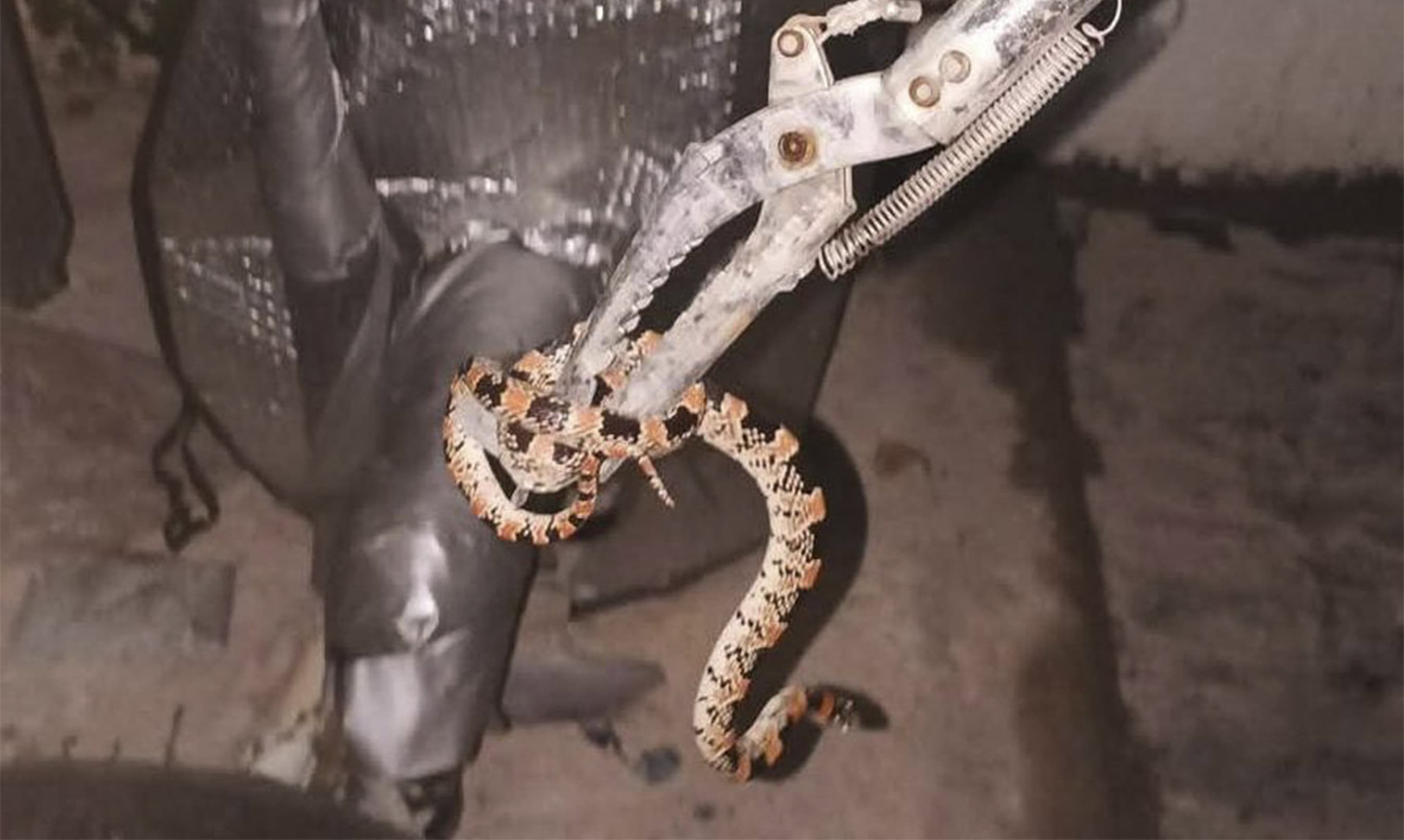 Capturan y reubican serpiente hallada dentro de vivienda en Allende