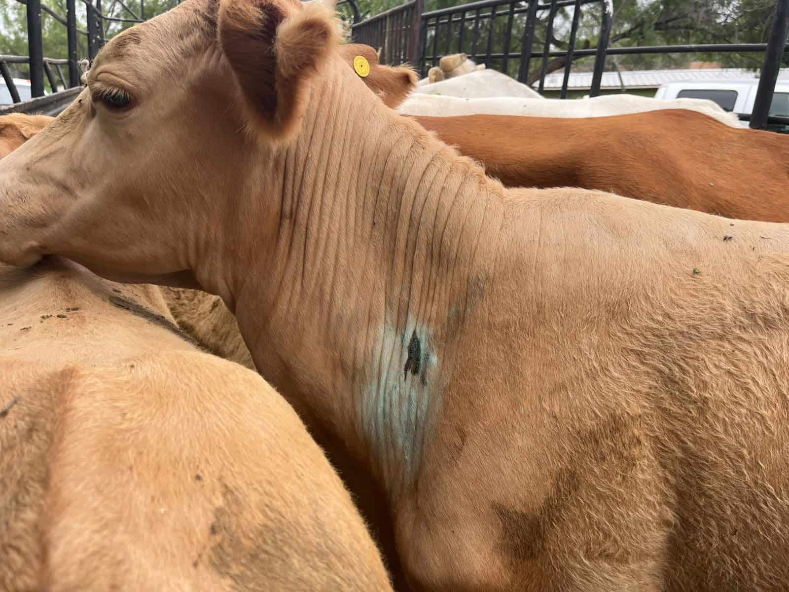 Inician campa&ntilde;a preventiva contra el gusano barrenador en la regi&oacute;n Acu&ntilde;a-Jim&eacute;nez