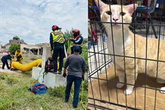Rescatan a gata atrapada en una noria de 10 metros de profundidad en Ciudad Acuña