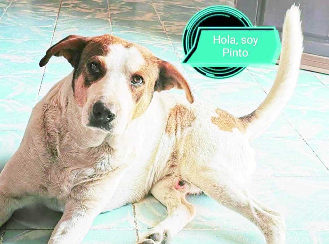 Logran acuerdo reparatorio de 40 mil pesos tras agresi&oacute;n del perrito Pinto