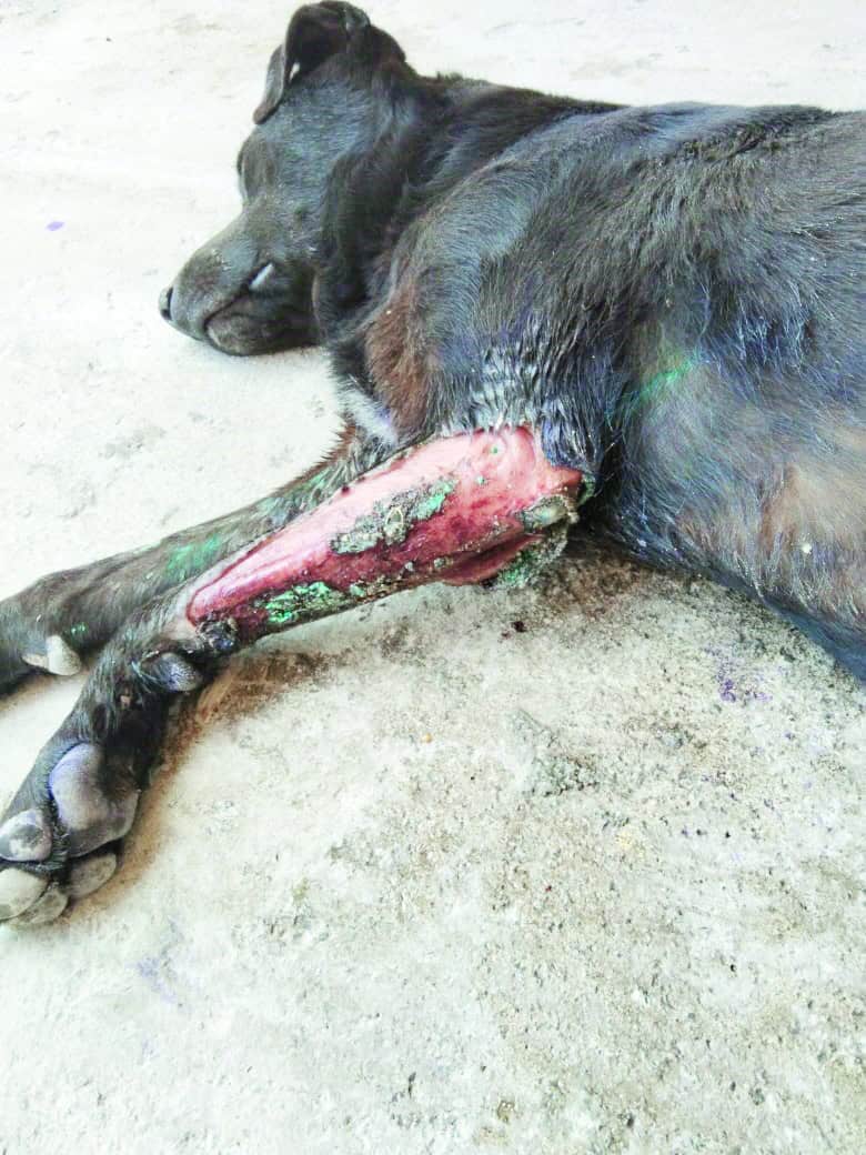 Descartan gusano barrenador en perro de Frontera: Tuilzie V&aacute;zquez Ibarra