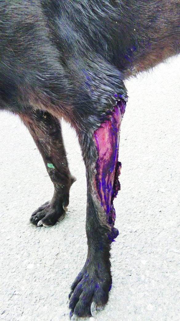 Descartan gusano barrenador en perro de Frontera: Tuilzie V&aacute;zquez Ibarra