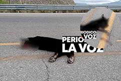 muere osezno arrollado en la carretera 30