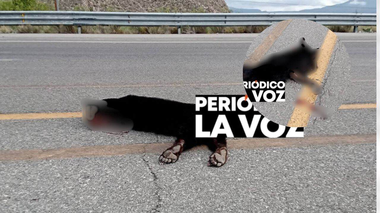 muere osezno arrollado en la carretera 30