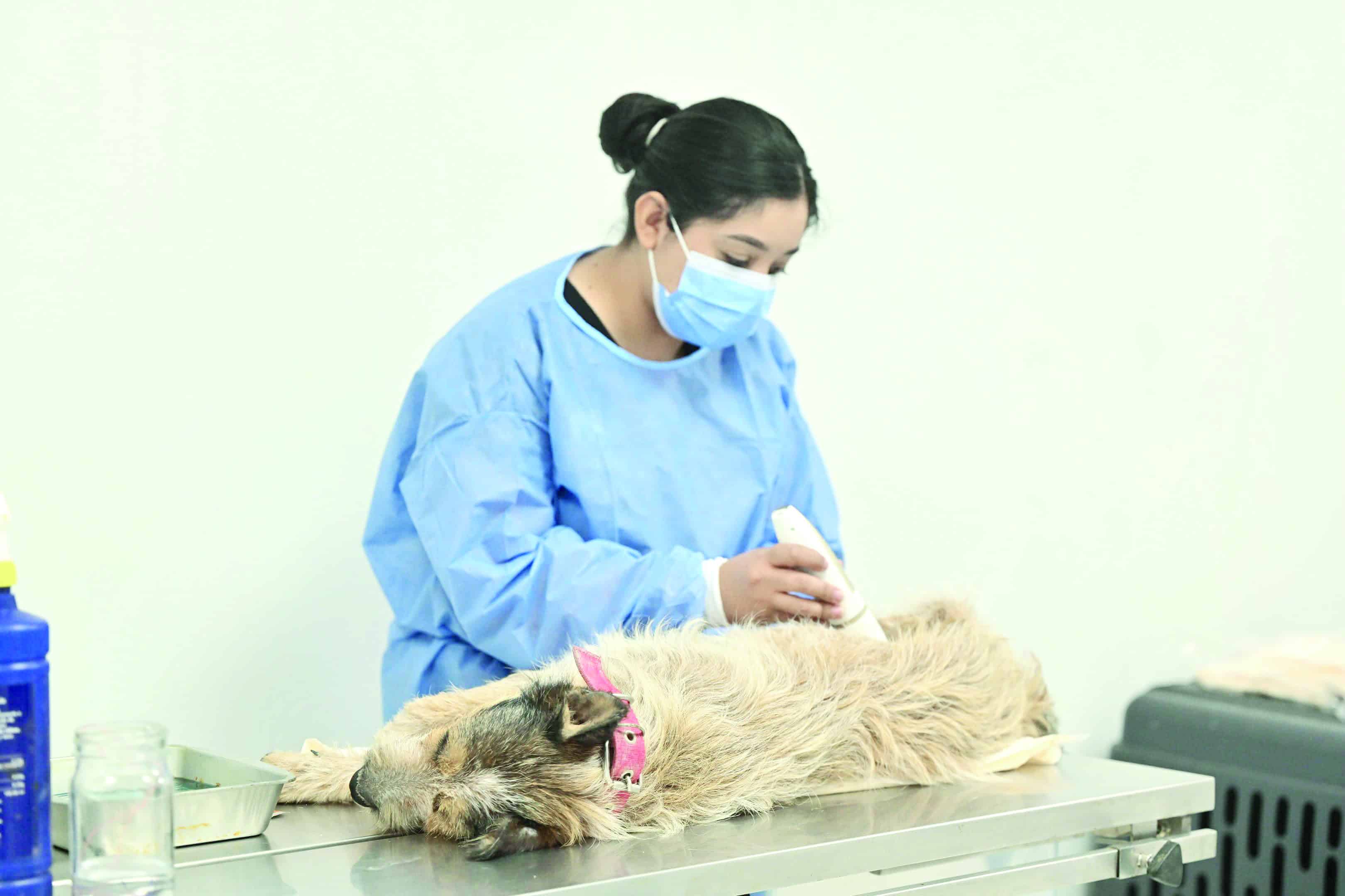 Ayuntamiento de Monclova realiza esterilizaciones gratuitas para mascotas