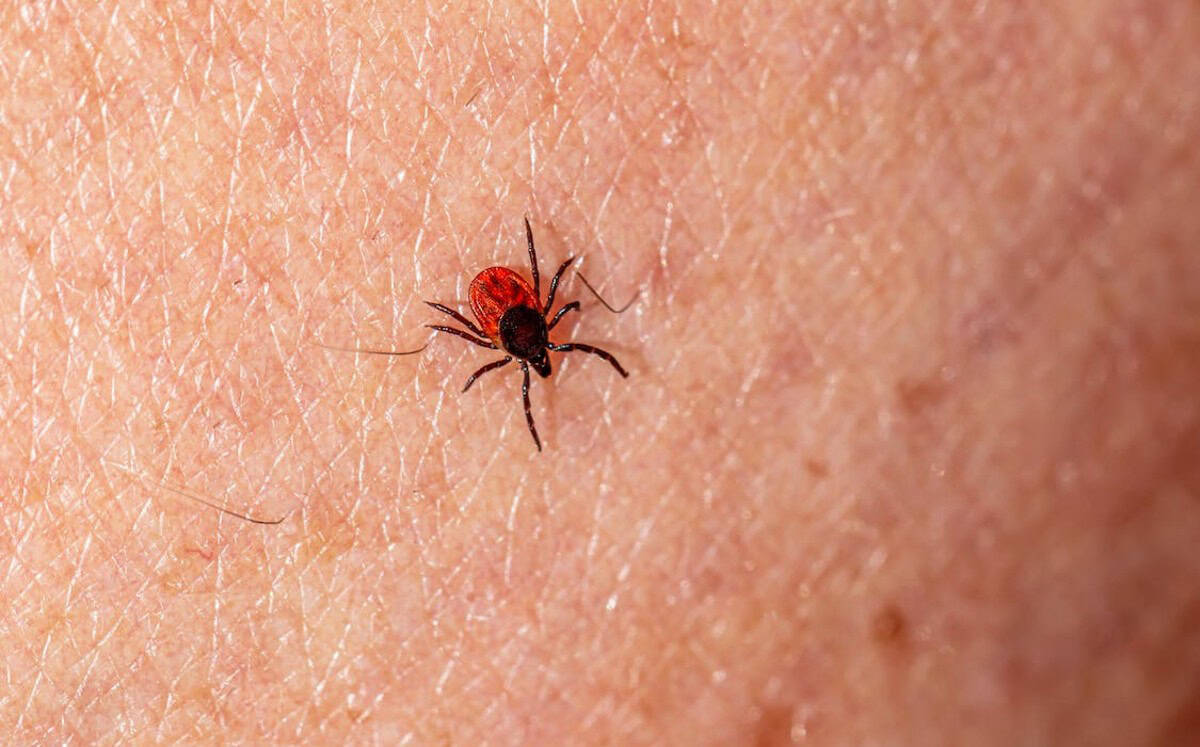 Coahuila refuerza acciones contra rickettsiosis y gusano barrenador