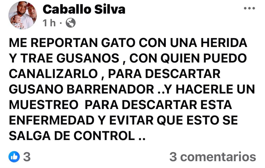 Gato infestado de gusanos genera preocupaci&oacute;n en M&uacute;zquiz