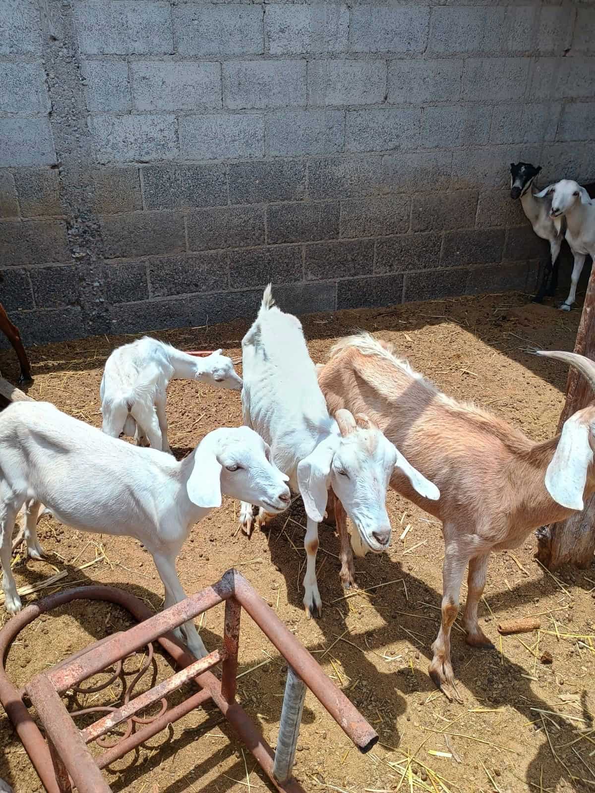 Productores de leche de cabra en Frontera enfrentan crisis de precios
