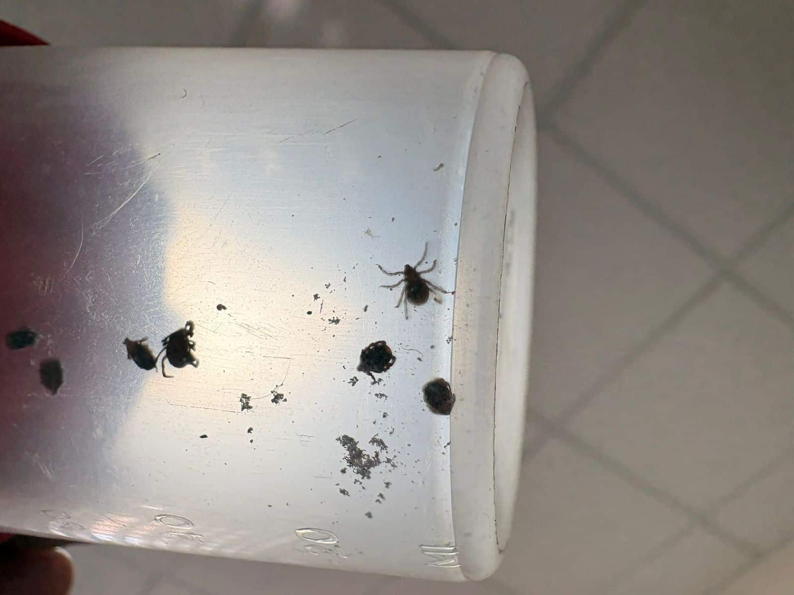 Rickettsiosis en adolescente moviliza acciones de salud en Diana Laura