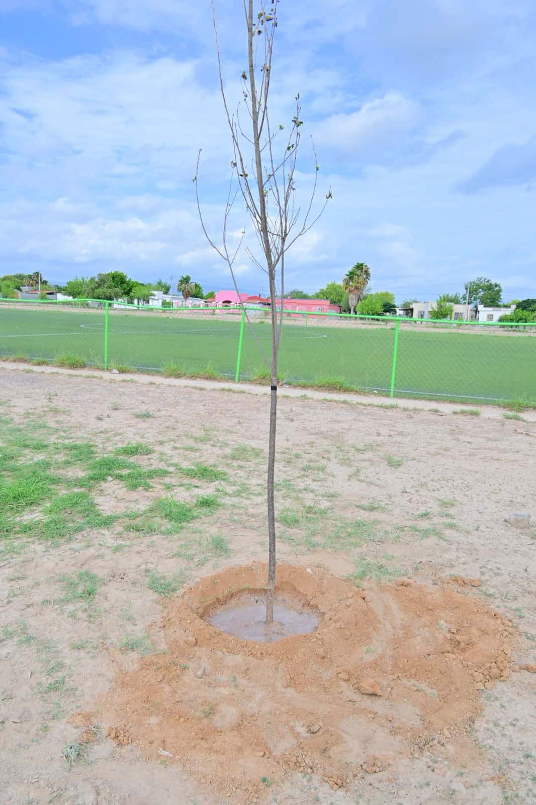 Inicia reforestaci&oacute;n Enraizando San Buena en San Buenaventura: Javier Flores Rodr&iacute;guez apoya la causa