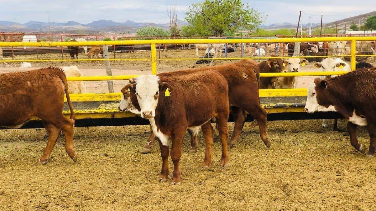 Crisis en el sector ganadero de Monclova por contrabando y precios bajos