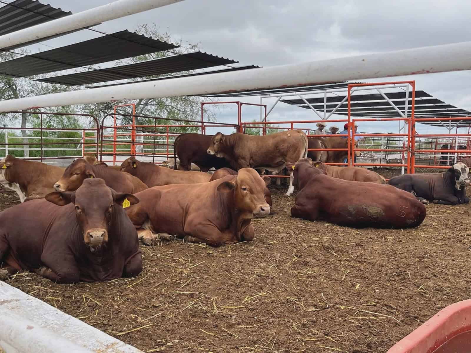 Entregan 100 sementales en Zaragoza para fortalecer el mejoramiento gen&eacute;tico del ganado