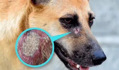 Van 5 casos de gusano barrenador detectados en mascotas en Coahuila