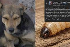 Sorprenden NUEVAS MEDIDAS sanitarias a viajeros con MASCOTAS