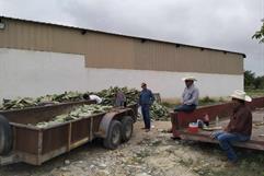 Inicia entrega de nopal forrajero a productores en Coahuila