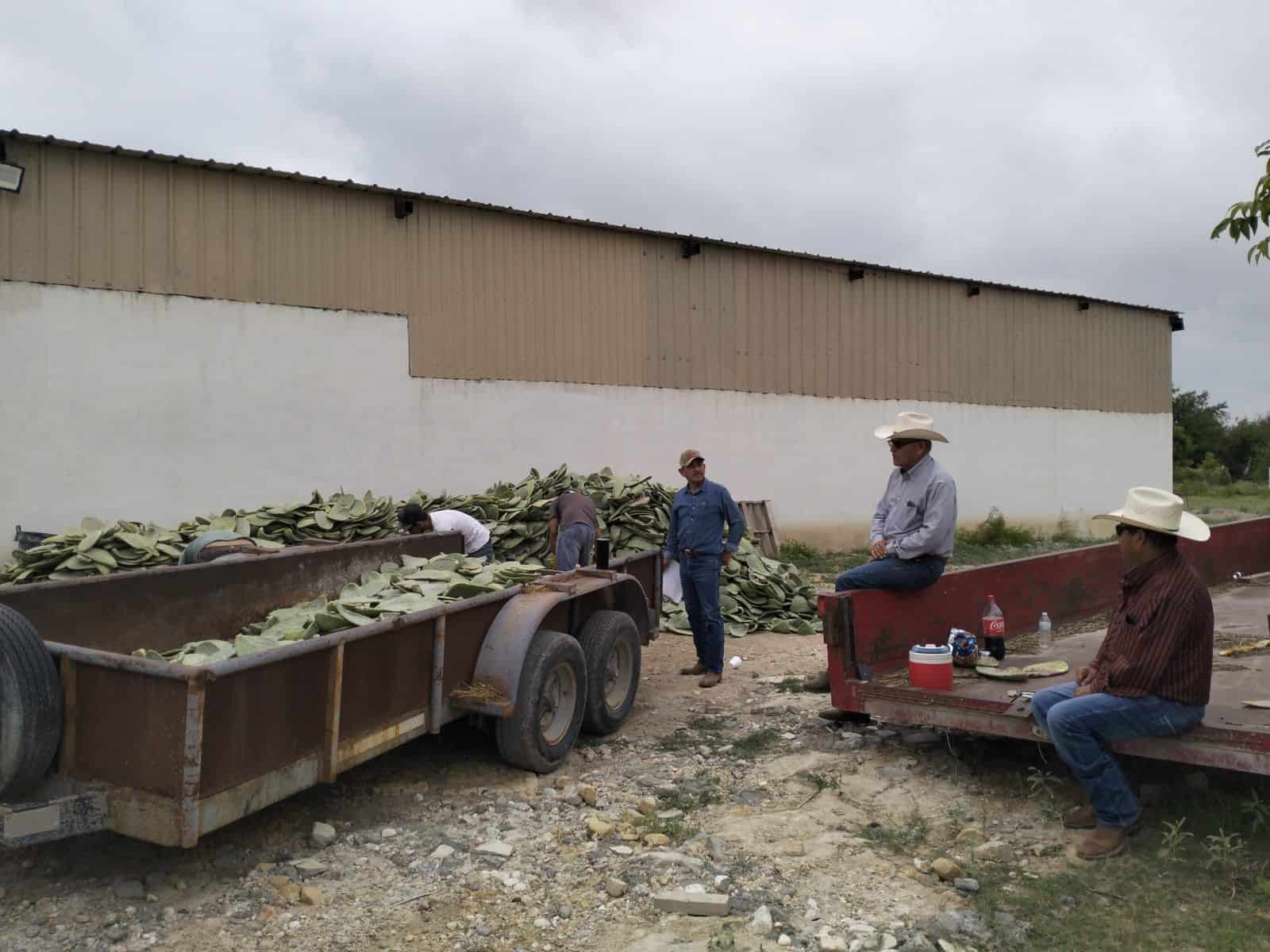 Inicia entrega de nopal forrajero a productores en Coahuila