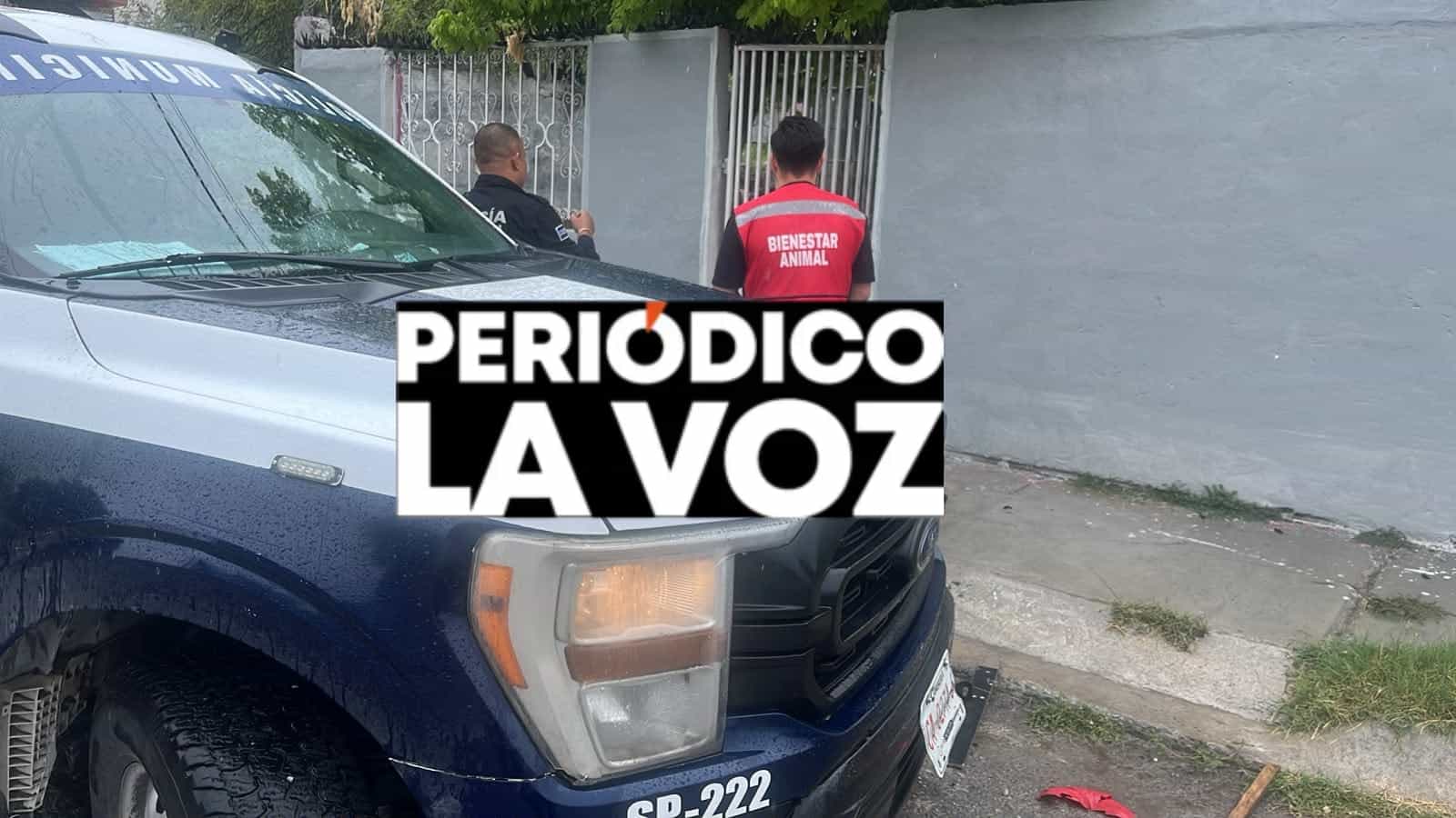 Perro pitbull escapa y ataca a ni&ntilde;o en Monclova: vecinos piden ayuda