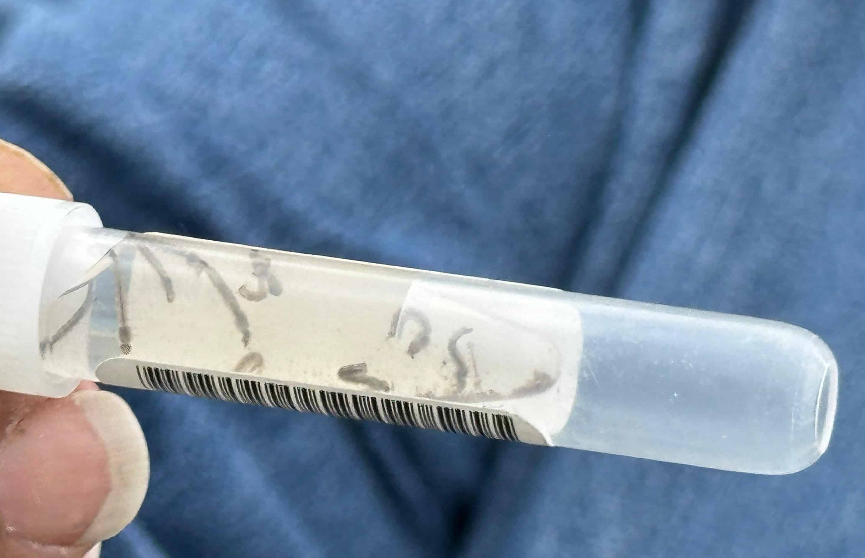 Descartan ocho casos de dengue en Piedras Negras