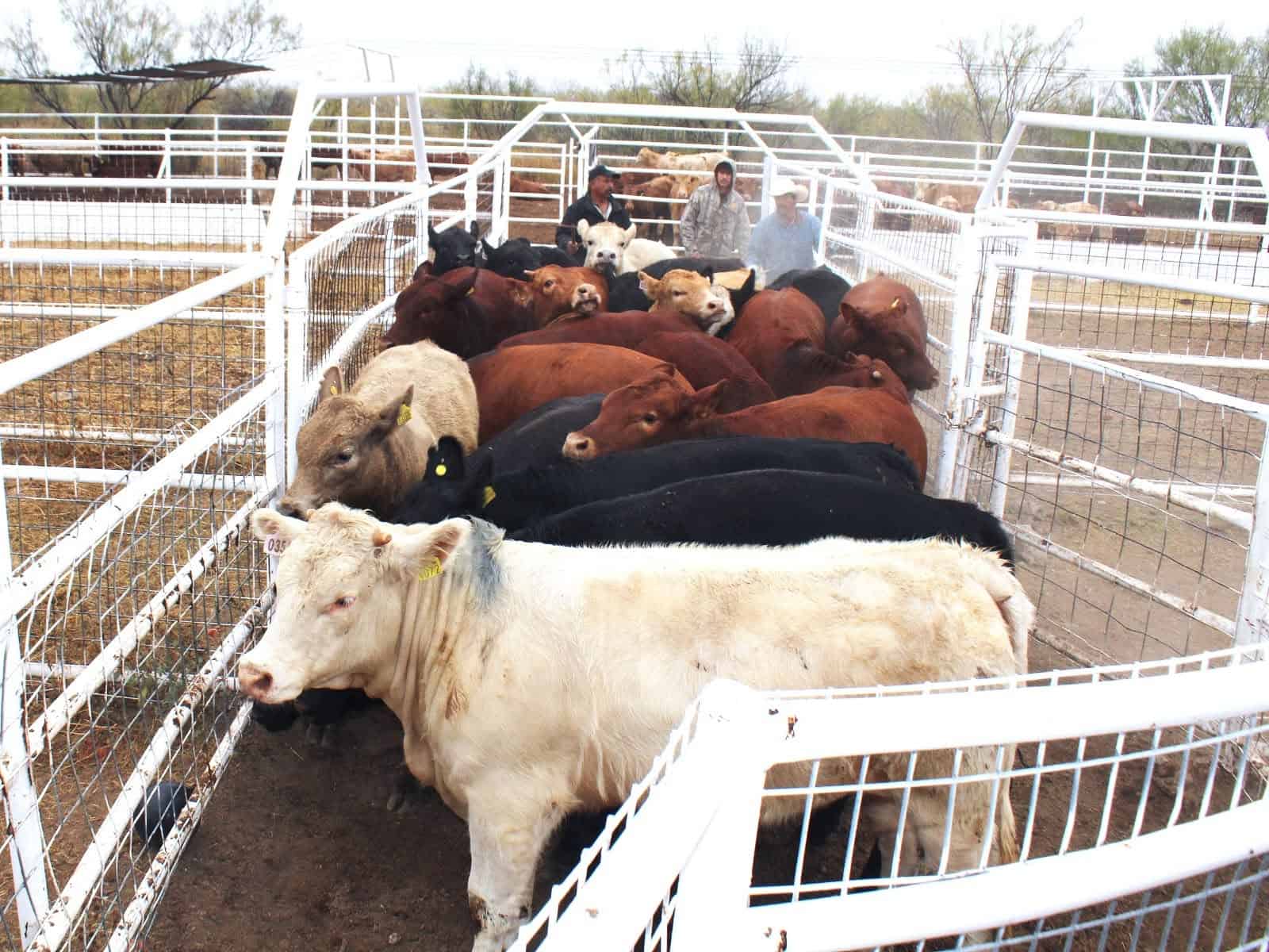Nava lanza campa&ntilde;a de barrido contra el gusano barrenador para proteger al sector ganadero