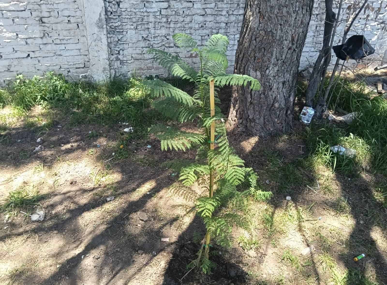 Sierra de Zapalinam&eacute;: Saltillo se prepara para reforestar con 5 mil &aacute;rboles