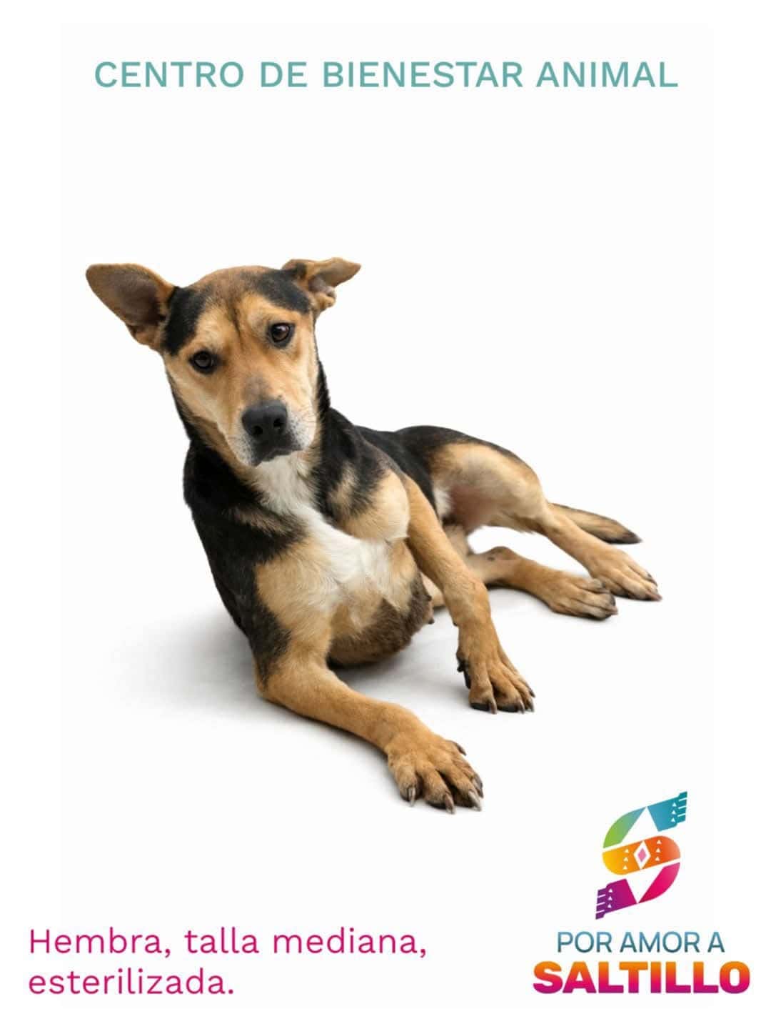 Impulsar&aacute; Saltillo adopci&oacute;n de perros