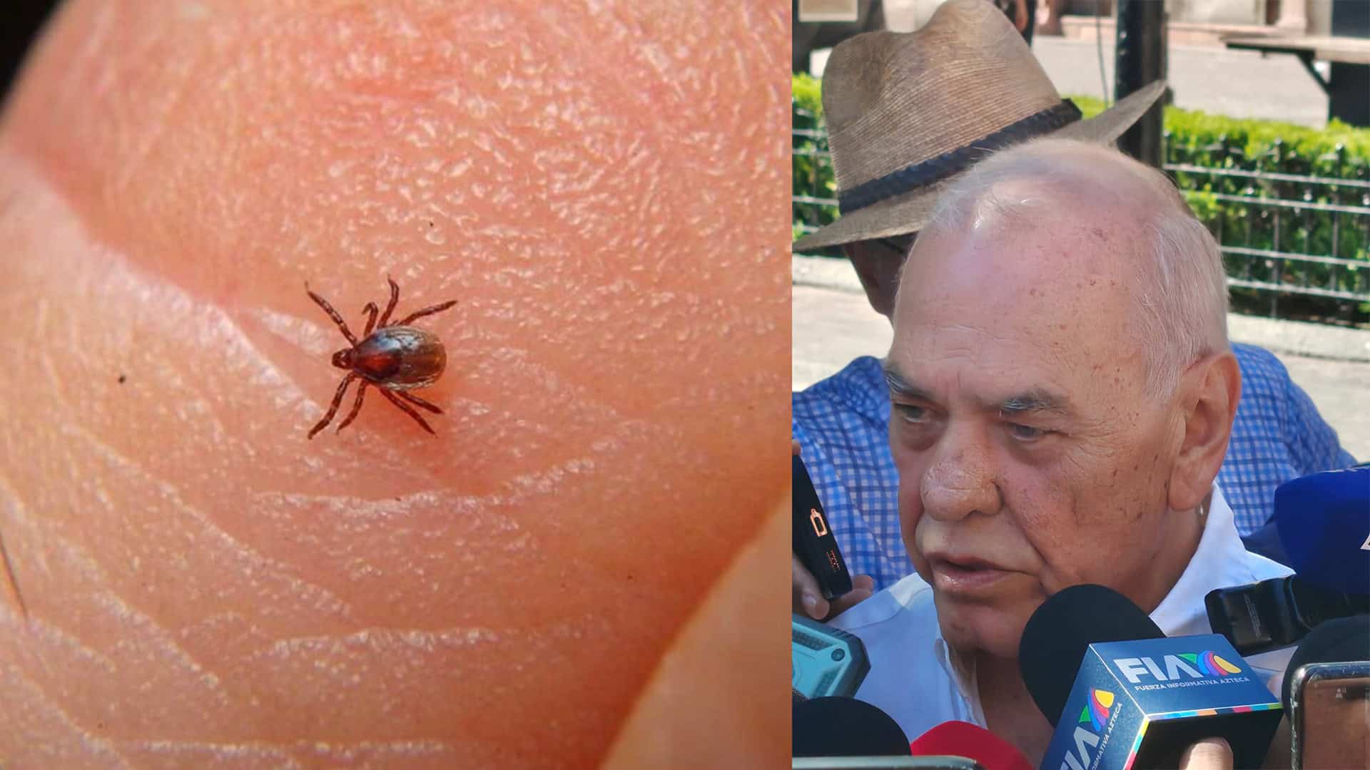 Alcanza rickettsia letalidad del 70%